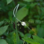 Allium4web-5