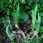Iris germanica Linn.4-2