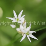 Allium ursinum, Bär-Lauch1-1