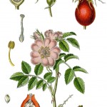 Rosa corymbifera, Hecken-Rose