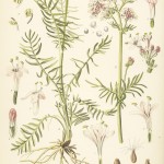Valeriania officinalis